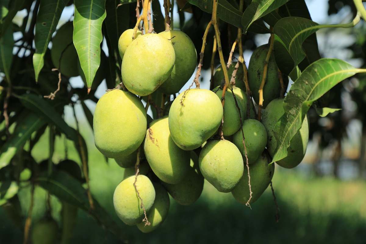 Fresh Organic Mangoes