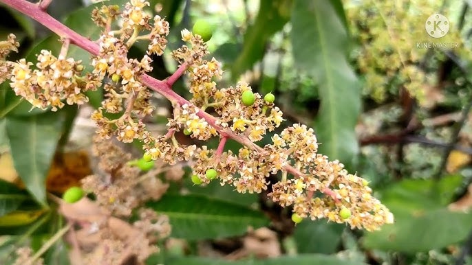 Baby Mangoes Growing