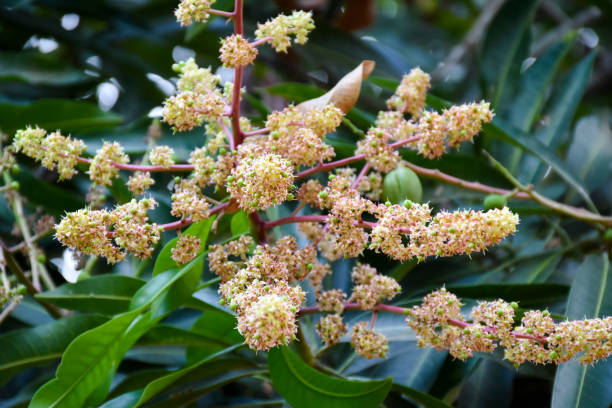 Mango Flowers on Tree