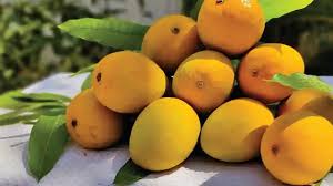 Premium Alphonso Mango - King of Mangoes