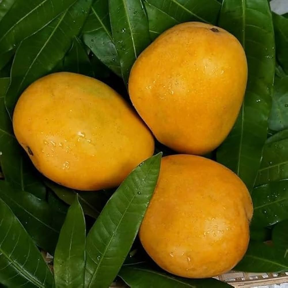 Premium Banganapalli Mango - Andhra's Pride